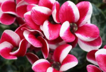 Photo of Цветок цикломения: уход и размножение